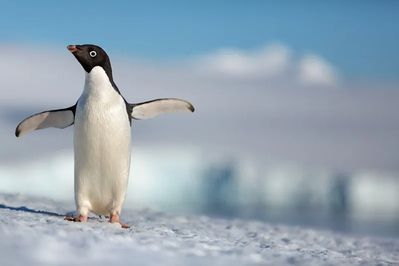 Disneynature Schedules Penguins for Earth Day 2019