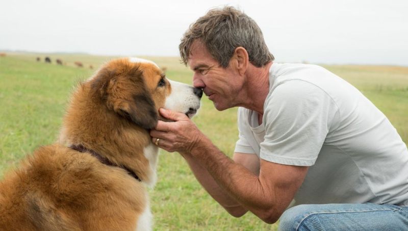 A Dog's Purpose Sequel Now in Production