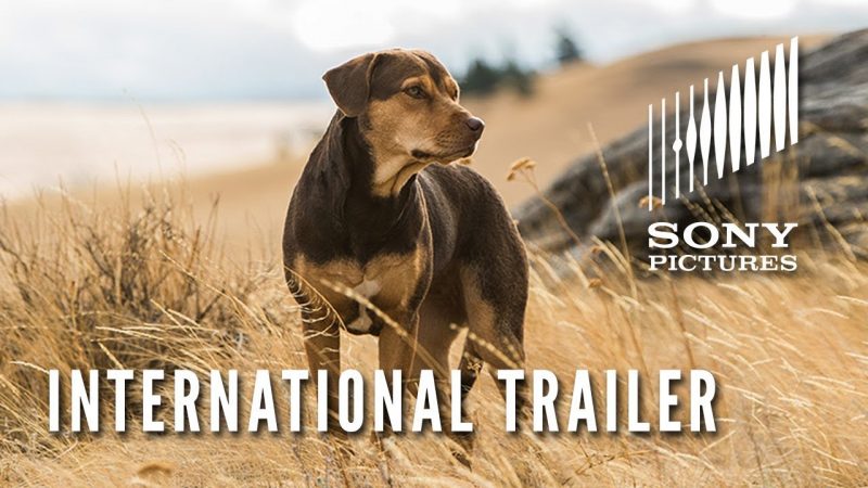 international trailer for A Dog's Way Home