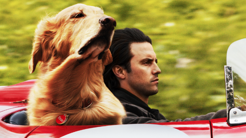 The Art of Racing in the Rain Trailer Delivers A Kevin Costner Voiced Dog