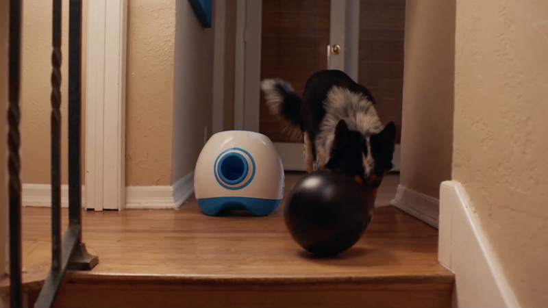 Pups Alone Clip