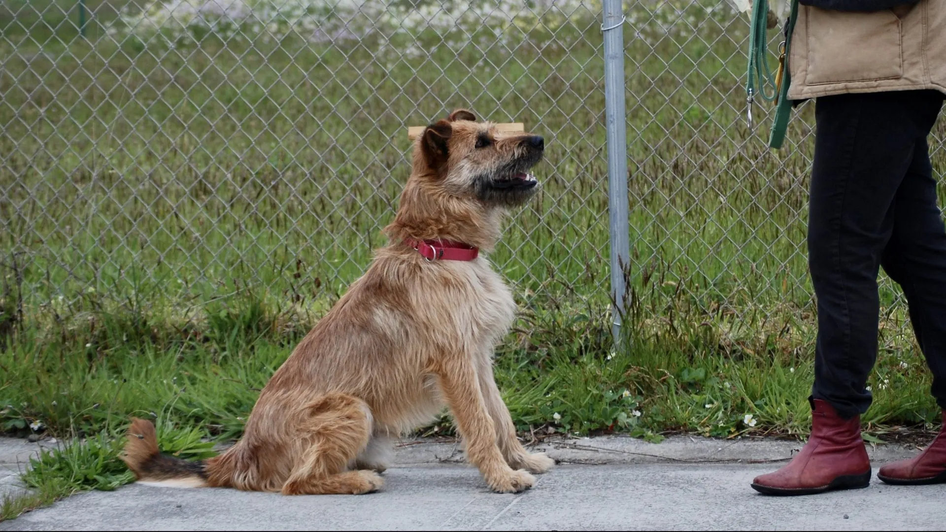 Apple TV Plus - Finch - Seamus at Redwood Pals Rescue