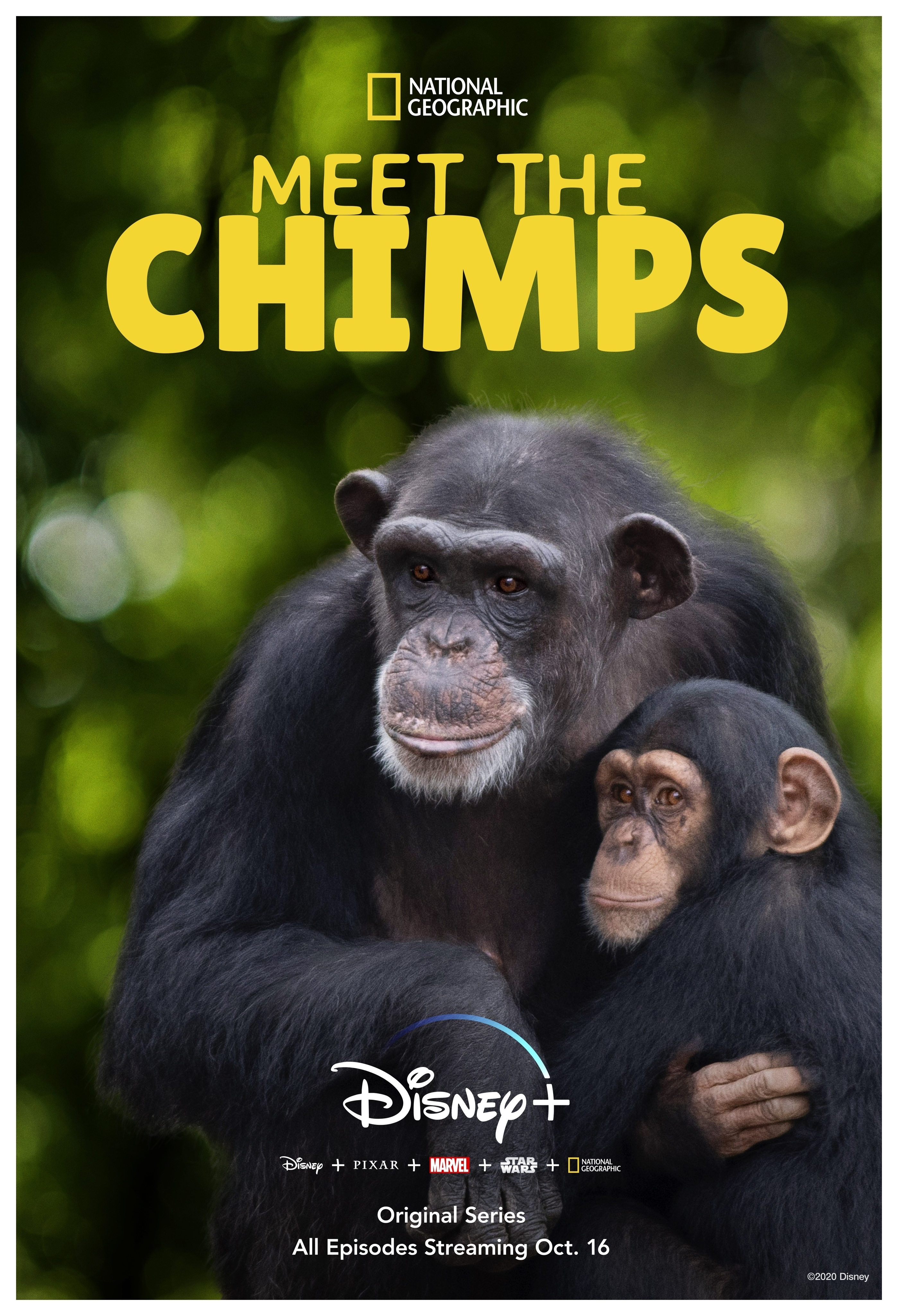 Meet the Chimps on Disney+