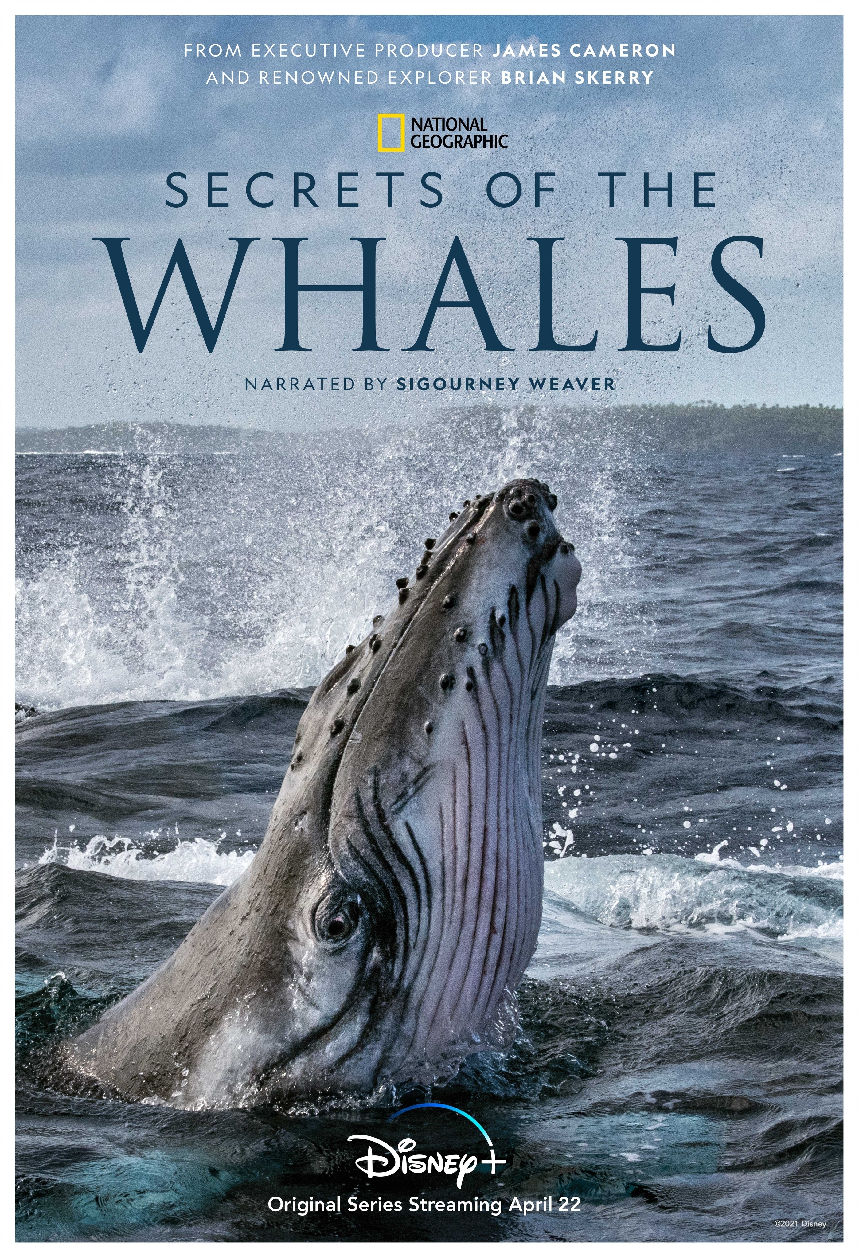 Secrets of the Whales on Disney+