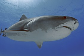 Tiger Shark Attacked Netflix Crew of David Attenborough Documentary