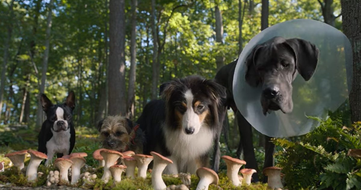 Strays Trailer Shows Will Ferrell & Jamie Foxx as Dogs in R-Rated Comedy