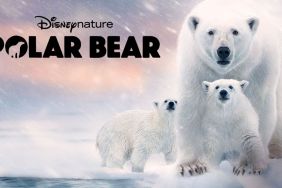 Polar Bear: Where to Watch & Stream Online