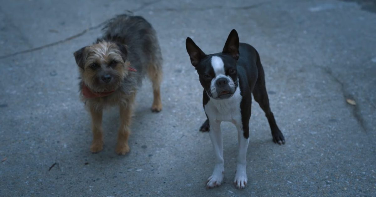 Strays Video Teases a Dog Movie Like No Other
