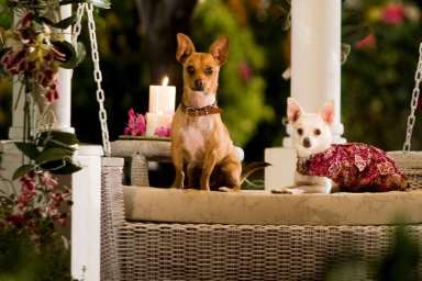 Beverly Hills Chihuahua Where to Watch and Stream Online