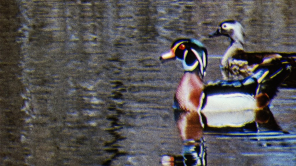 Water Birds Where to Watch and Stream Online