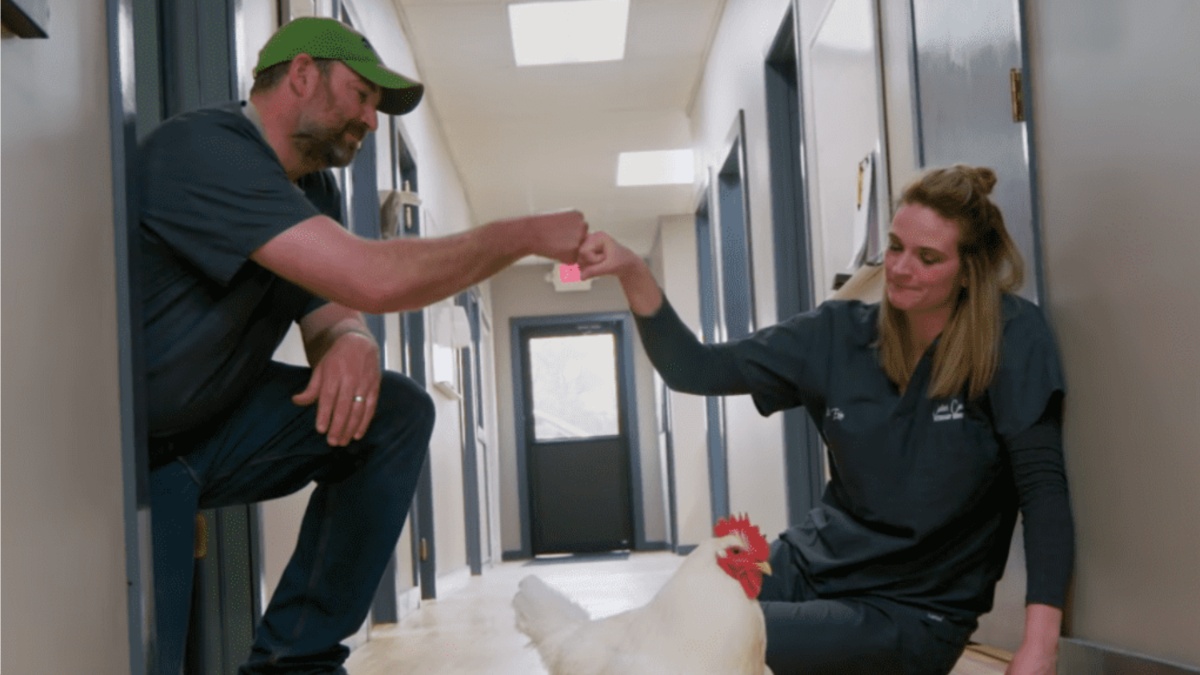 Heartland Docs, DVM Season 5 Episode 3 Streaming: How to Watch & Stream ...