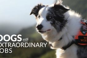 Dogs with Extraordinary Jobs Season 1
