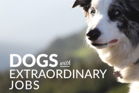 Dogs with Extraordinary Jobs Season 2 Streaming: Watch & Stream Online via Amazon Prime Video