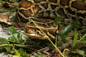 Swamp People: Serpent Invasion Season 2 Streaming: Watch & Stream Online via Hulu