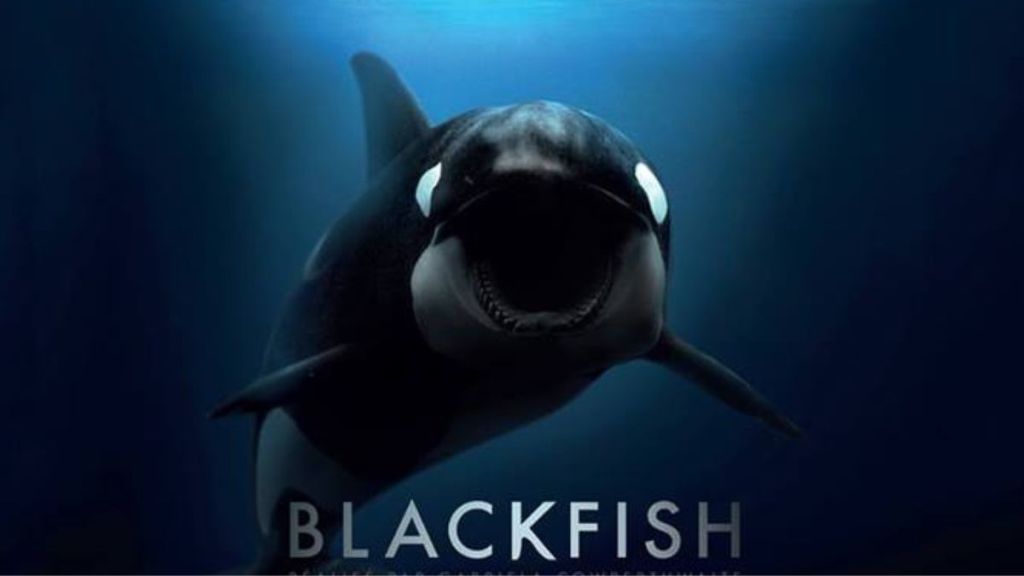 Blackfish (2013) Streaming: Watch & Stream Online via Amazon Prime Video