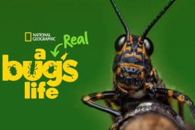 A Real Bug's Life Season 1: How Many Episodes & When Do New Episodes Come Out?