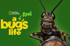 Will There Be A Real Bug’s Life Season 2 Release Date & Is It Coming Out?