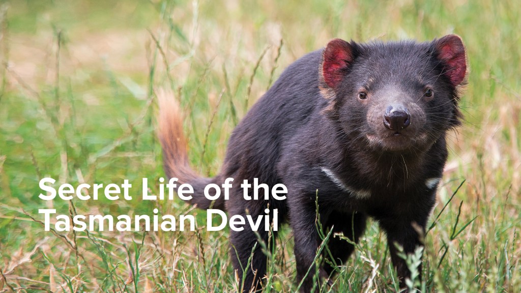 Secret Life of the Tasmanian Devil Season 1