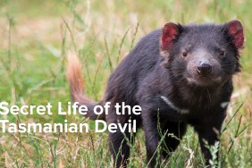 Secret Life of the Tasmanian Devil Season 1