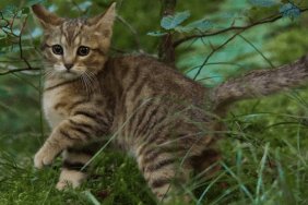 A Cat's Life Trailer Previews Family-Friendly Adventure Movie