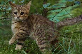 A Cat's Life Trailer Previews Family-Friendly Adventure Movie