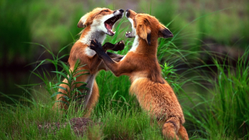 Animal Fight Night Season 3 Streaming: Watch & Stream Online via Disney Plus