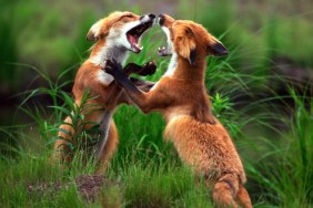 Animal Fight Night Season 3 Streaming: Watch & Stream Online via Disney Plus