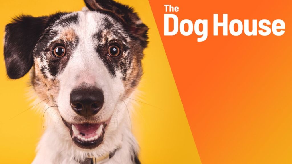 The Dog House Season 2 Streaming: Watch & Stream Online via HBO Max