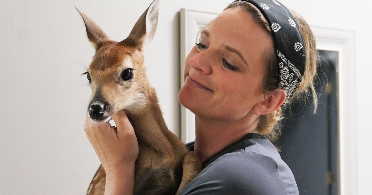 Heartland Docs DVM Season 4 Streaming: Watch & Stream Online via Disney ...