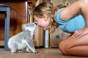 Izzy's Koala World Season 1 Streaming: Watch & Stream Online via Netflix