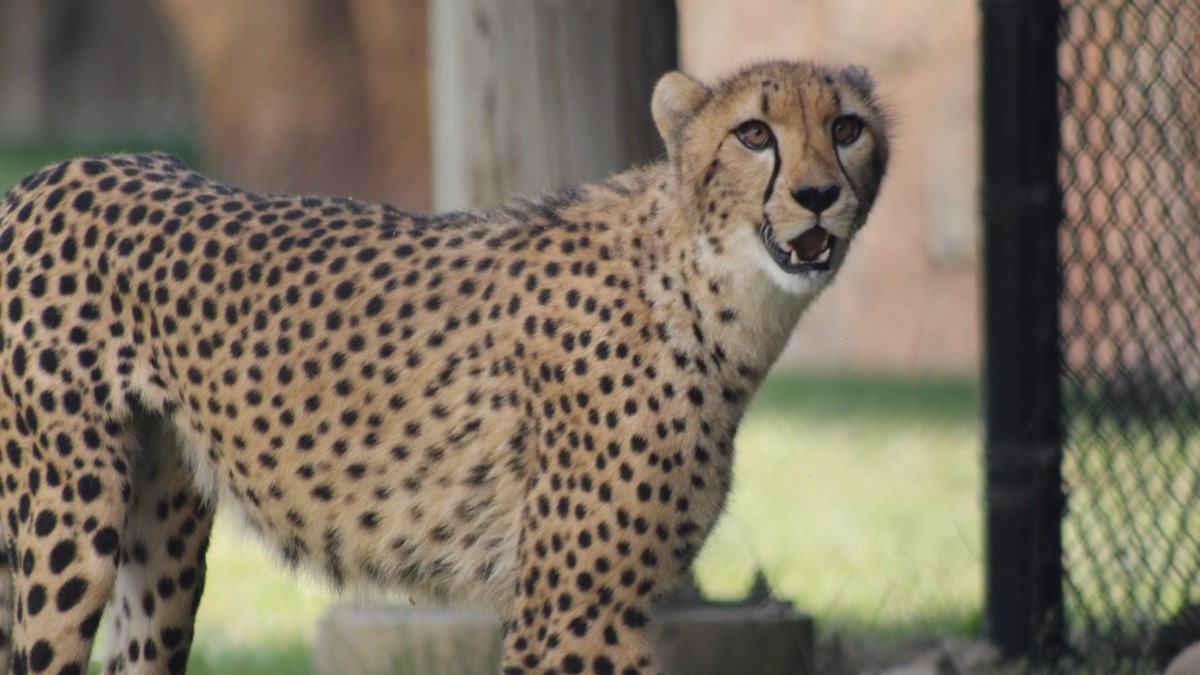 Secrets of the Zoo Season 4 Streaming: Watch & Stream Online via Disney