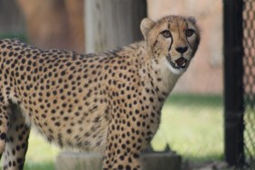 Secrets of the Zoo Season 4 Streaming: Watch & Stream Online via Disney Plus