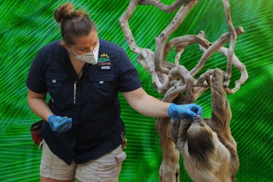 Secrets of the Zoo: Tampa Season 2 Streaming: Watch & Stream Online via Disney Plus