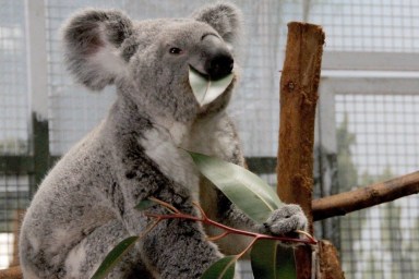 Secrets of the Zoo: Tampa Season 3 Streaming: Watch & Stream Online via Disney Plus