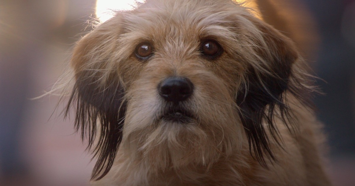 Benji (2018) Streaming: Watch & Stream Online via Netflix