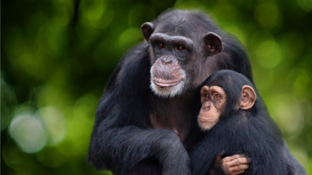 Meet the Chimps Season 1 Streaming: Watch & Stream Online via Disney Plus