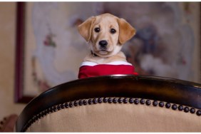 The Dog Who Saved the Holidays