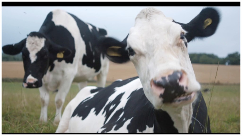 Cow Streaming: Watch & Stream Online via AMC Plus