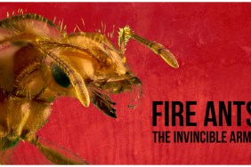 Fire Ants 3D: The Invincible Army Streaming: Watch & Stream Online via Amazon Prime Video