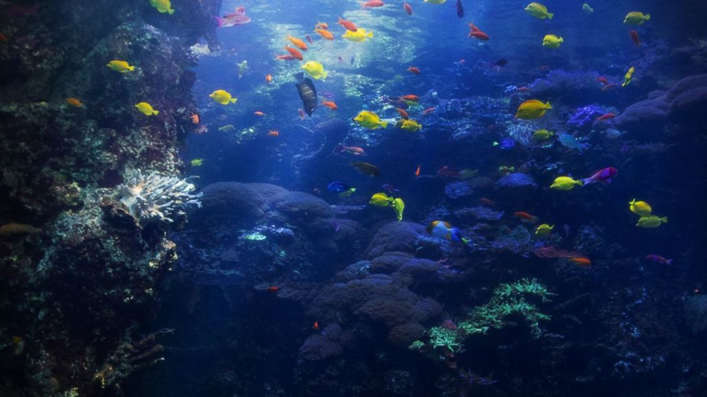 The Aquarium (2019) Season 1 Streaming: Watch & Stream Online via HBO Max