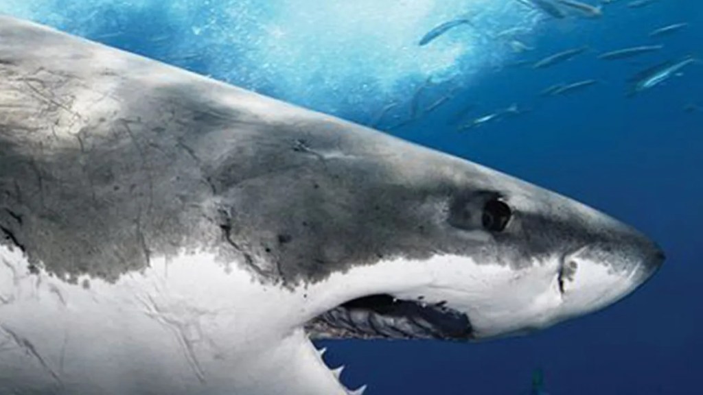 Shark Attack Files Season 2 streaming