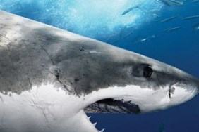 Shark Attack Files Season 2 streaming