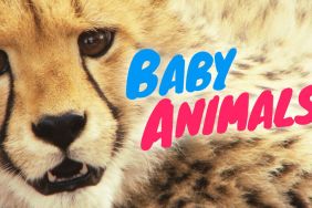 Baby Animals Season 1 Streaming: Watch & Stream Online via Paramount Plus