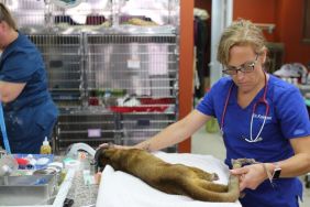 Dr. K's Exotic Animal ER Season 9 Streaming: Watch & Stream Online via Disney Plus & Hulu