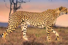 Man Among Cheetahs Streaming: Watch & Stream Online via Disney Plus