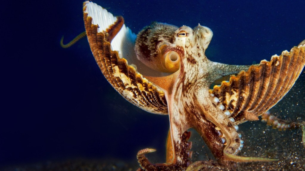 Secrets of the Octopus Season 1: How Many Episodes & When Do New Episodes Come Out?