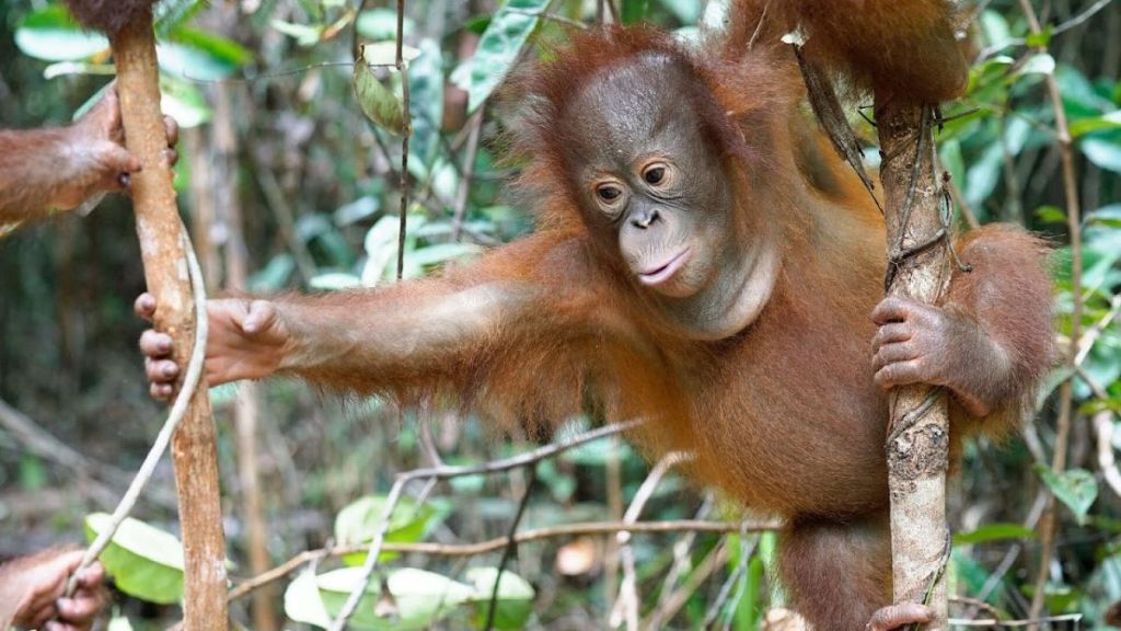Orangutan Jungle School Season 1 Streaming: Watch & Stream Online via Paramount Plus