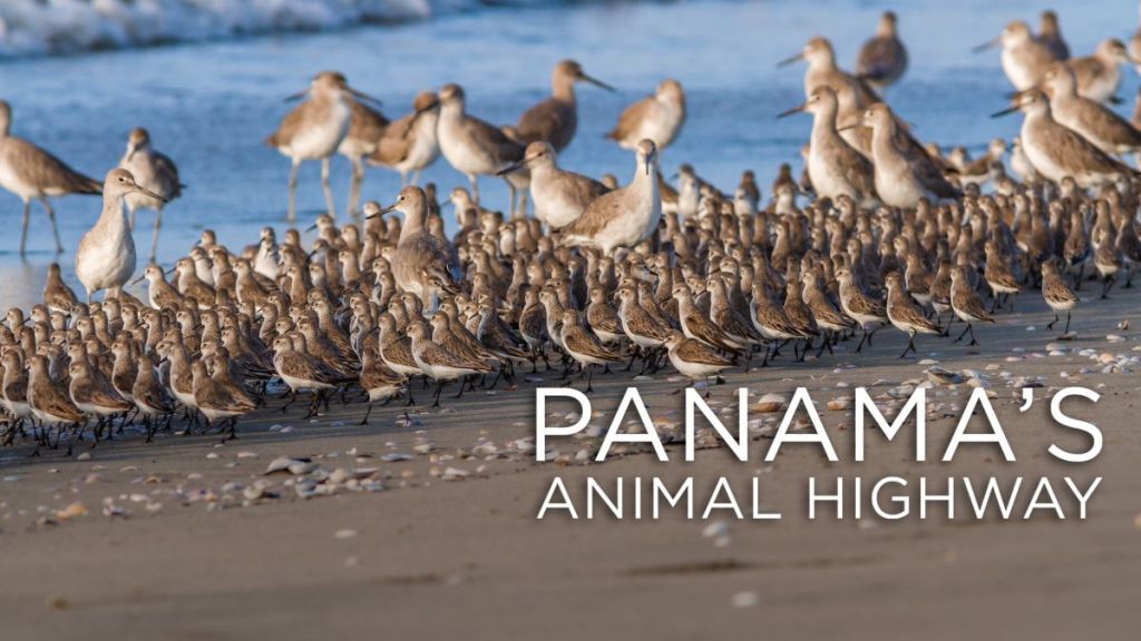 Panama's Animal Highway Streaming: Watch & Stream Online via Paramount Plus