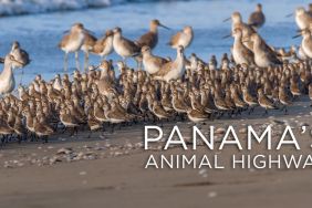Panama's Animal Highway Streaming: Watch & Stream Online via Paramount Plus