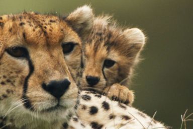 The Way of the Cheetah Streaming: Watch & Stream Online via Disney Plus